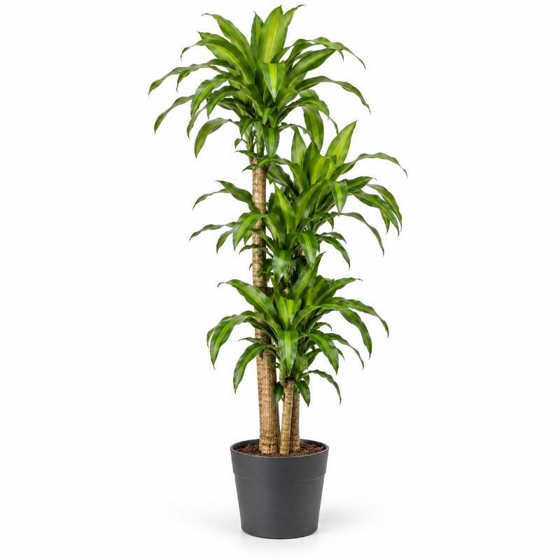 Dracaena Fragrans 180 cm