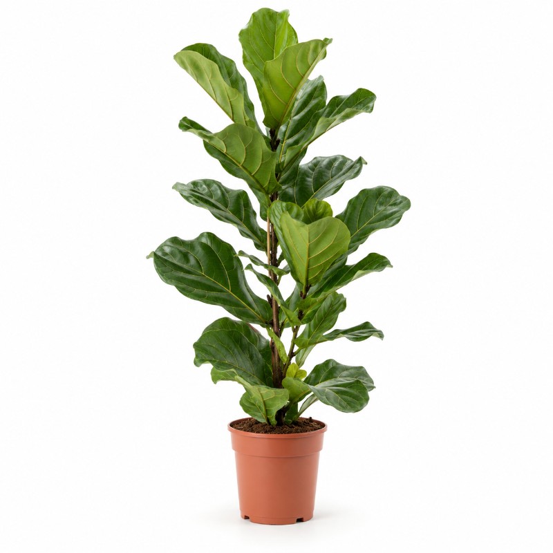 Ficus Lyrata 120 cm