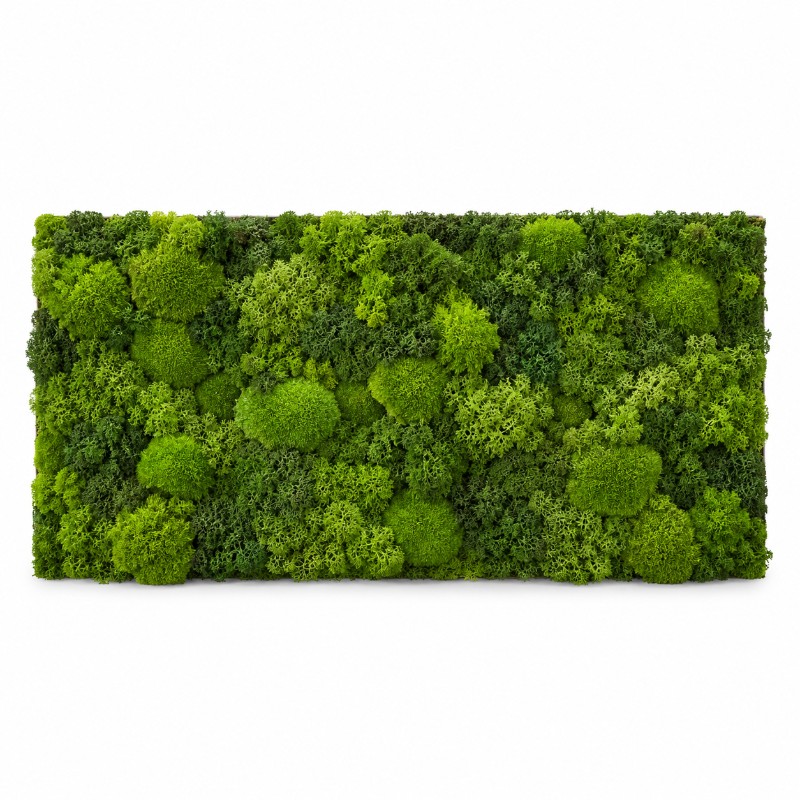Moswand 100x50 cm natuurlijk mos