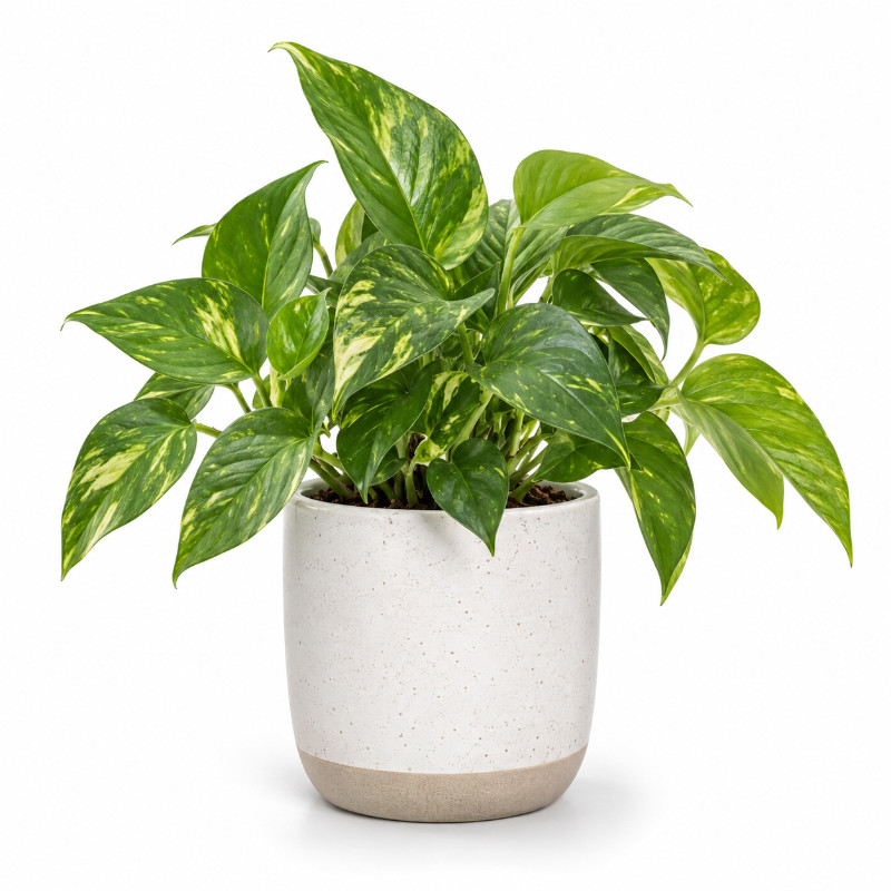 Plantenpakket kantoor - 5 planten met potten