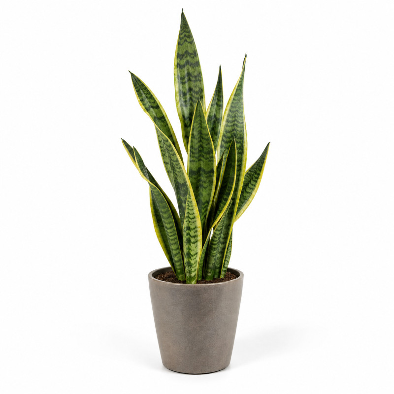 Sansevieria 70 cm - set van 3