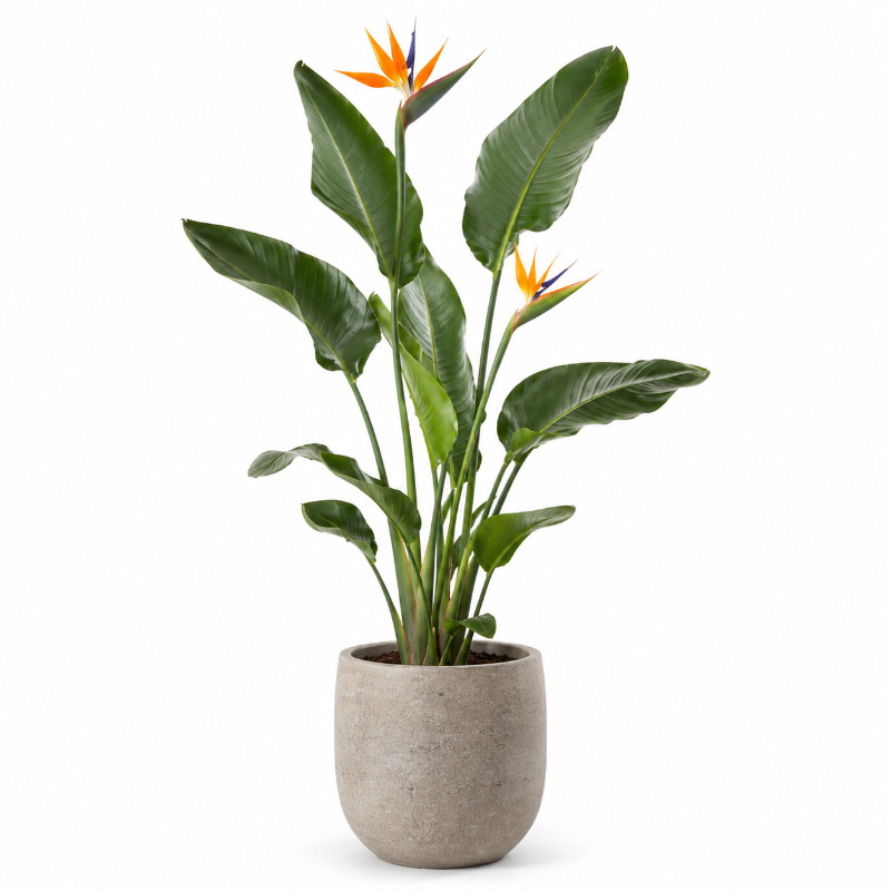 Strelitzia in Mineral-vaas