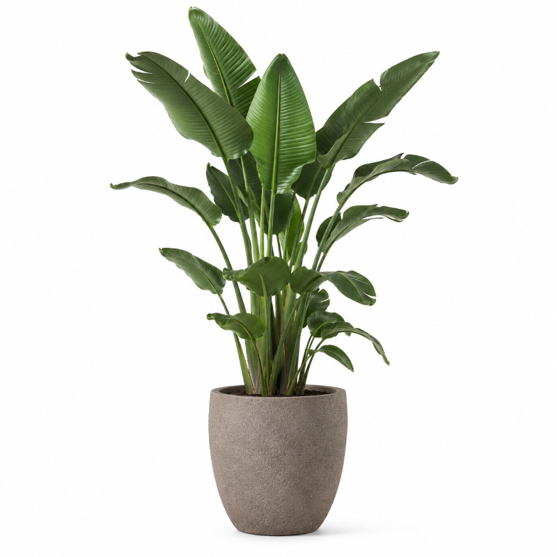 Strelitzia Large in Forli-pot XXL