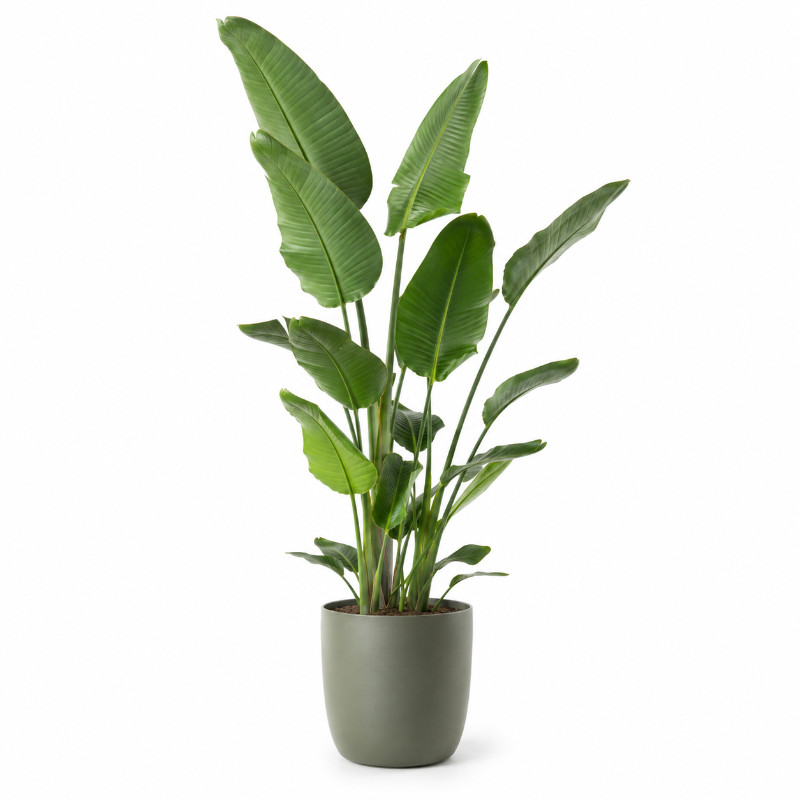 Strelitzia Nicolai in Greenville-pot