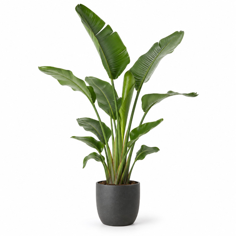 Strelitzia Nicolai kantoorplant
