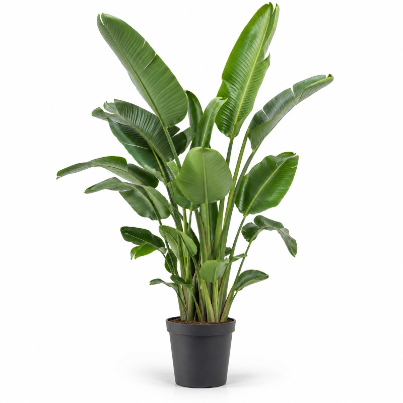 Strelitzia Nicolai KingSize