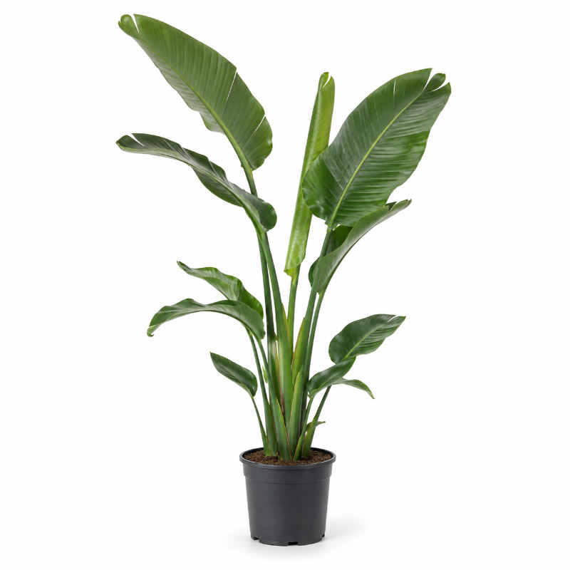 Strelitzia Nicolai Small