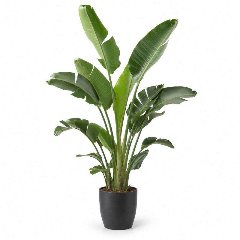 Strelitzia Nicolai XXL