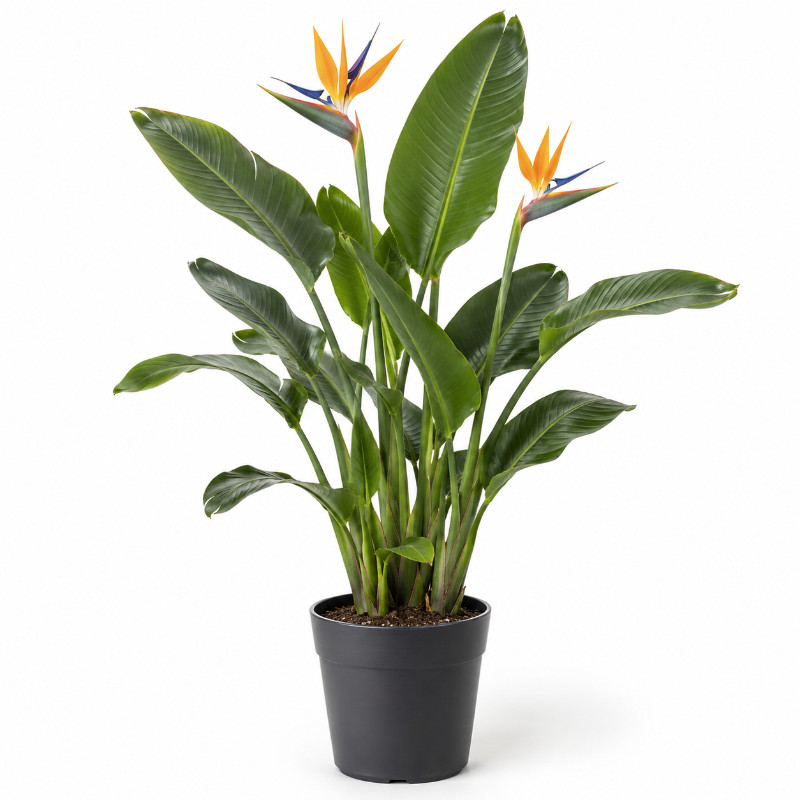 Strelitzia Reginae