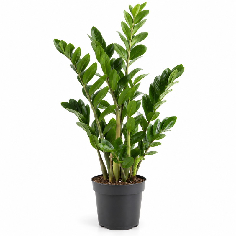 Zamioculcas 80 cm in kunststof pot